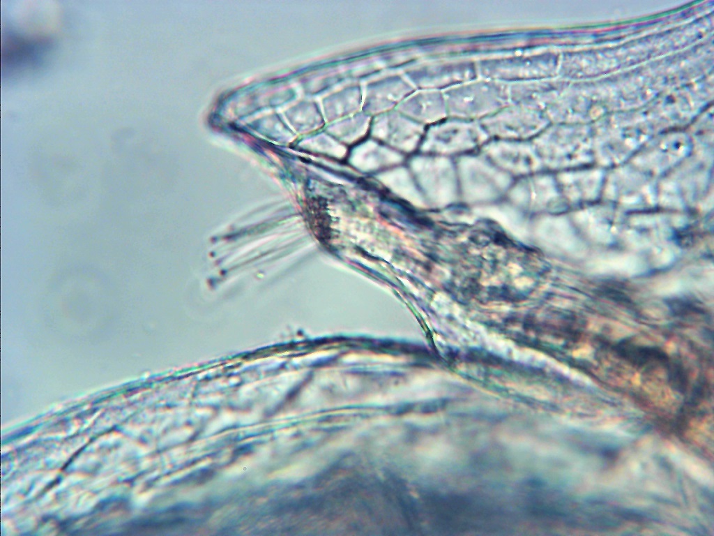 Daphnia curvirostris - Naesehaaret dafnie - 1 antenne.jpg