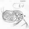 acantholeberiscurvirostris.jpg (326216 byte)