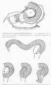 acantholeberiscurvirostrisskidning.jpg (344157 byte)