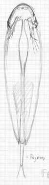 acroperuselongatus.jpg (150169 byte)