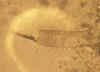 acroperusharpeae.jpg (42544 byte)