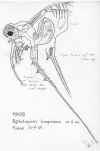 bythotrepheslongimanus.jpg (616719 byte)