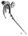 bythotrephus.jpg (145076 byte)