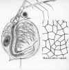 ceriodaphniapulcella1.jpg (572665 byte)