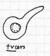 ceriodaphniapulchellasperm.jpg (10681 byte)