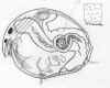 chydorussphaericus.jpg (265400 byte)