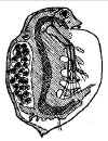 daphniamagna.jpg (37600 byte)