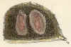 daphniasp_epphipium.jpg (128603 byte)
