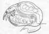 erucercuslamellatus.jpg (186407 byte)
