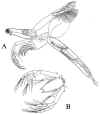 leptodora.jpg (45059 byte)