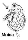 moinat.jpg (19118 byte)