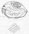 paracanthatruncata1.jpg (186274 byte)