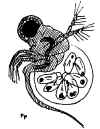 polyphemus.jpg (140343 byte)