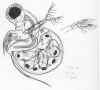 polyphemuspediculus.jpg (402444 byte)