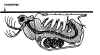 scapholeberis.jpg (183410 byte)