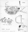 scapholeberisaurita.jpg (624487 byte)
