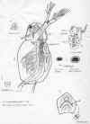 sidacrystallina2.jpg (584903 byte)