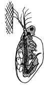 simocephalus.jpg (128462 byte)