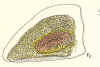 simocephalusvetulus_epphipium.jpg (113967 byte)