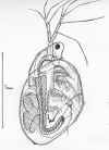 simocephalusvetulus.jpg (317650 byte)