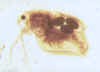 acantholeberis.jpg (15554 byte)