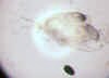 acantholeberiscurvirostrus.jpg (14019 byte)
