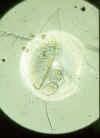 daphniacucullata.jpg (25309 byte)