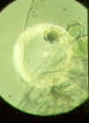 daphniacucullatafhoved.jpg (28944 byte)