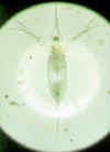daphniacucullataforfra.jpg (20815 byte)
