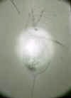 daphniacucullatahel.jpg (18075 byte)