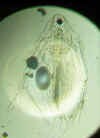 diaphanosoma.jpg (33295 byte)