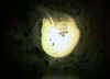 holopediumgele.jpg (25723 byte)