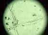 leptodora.jpg (35246 byte)
