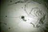 leptodorafor.jpg (27337 byte)