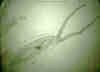 leptodoraforantenne.jpg (22974 byte)