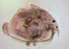 peracanthatruncata.jpg (32996 byte)