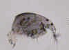 rhynchocephala.jpg (39740 byte)