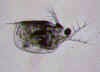 scapholeberis.jpg (39620 byte)