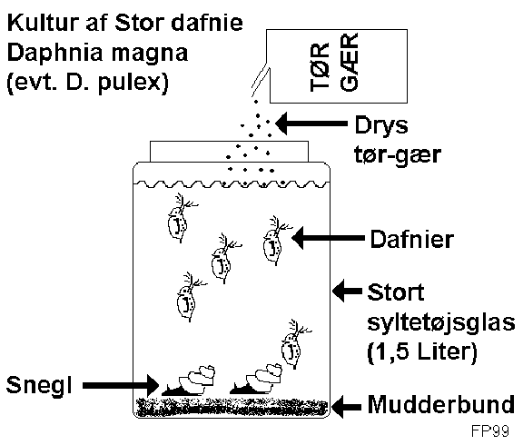 Dafniekultur Af Stor Dafnie Daphnia Magna