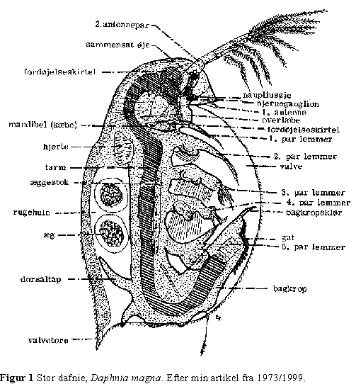 Dafniekultur Af Stor Dafnie Daphnia Magna